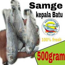 Ikan Teri samge