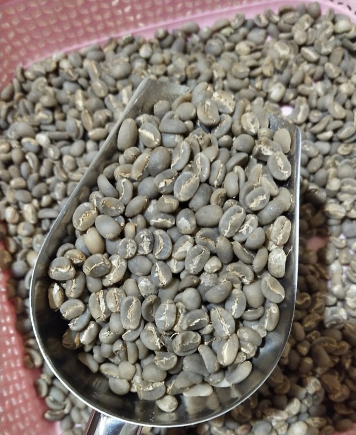 Kopi Arabika Gayo - Semiwash - 75rb/Kg