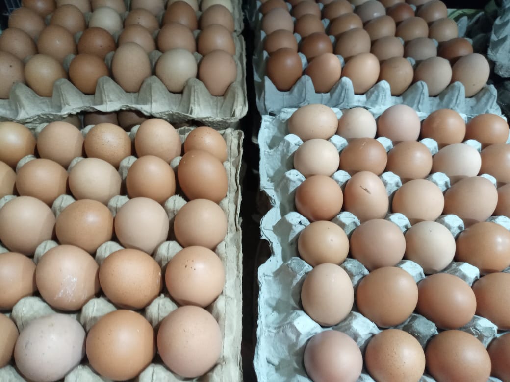 Telur Ayam Negeri