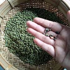 Kacang Ijo  Spesifikasi : Kualitas Baik, Tidak Berkutu, Bersih, Hijau