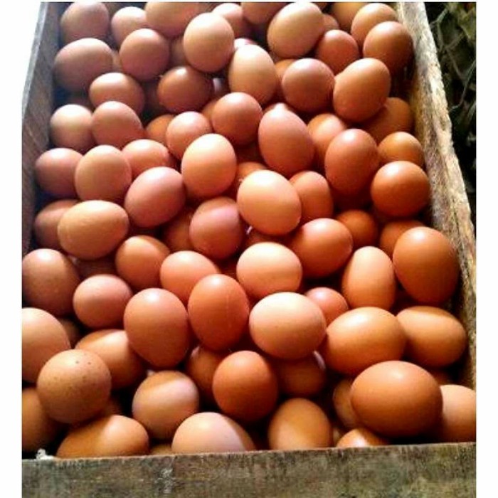 Telur