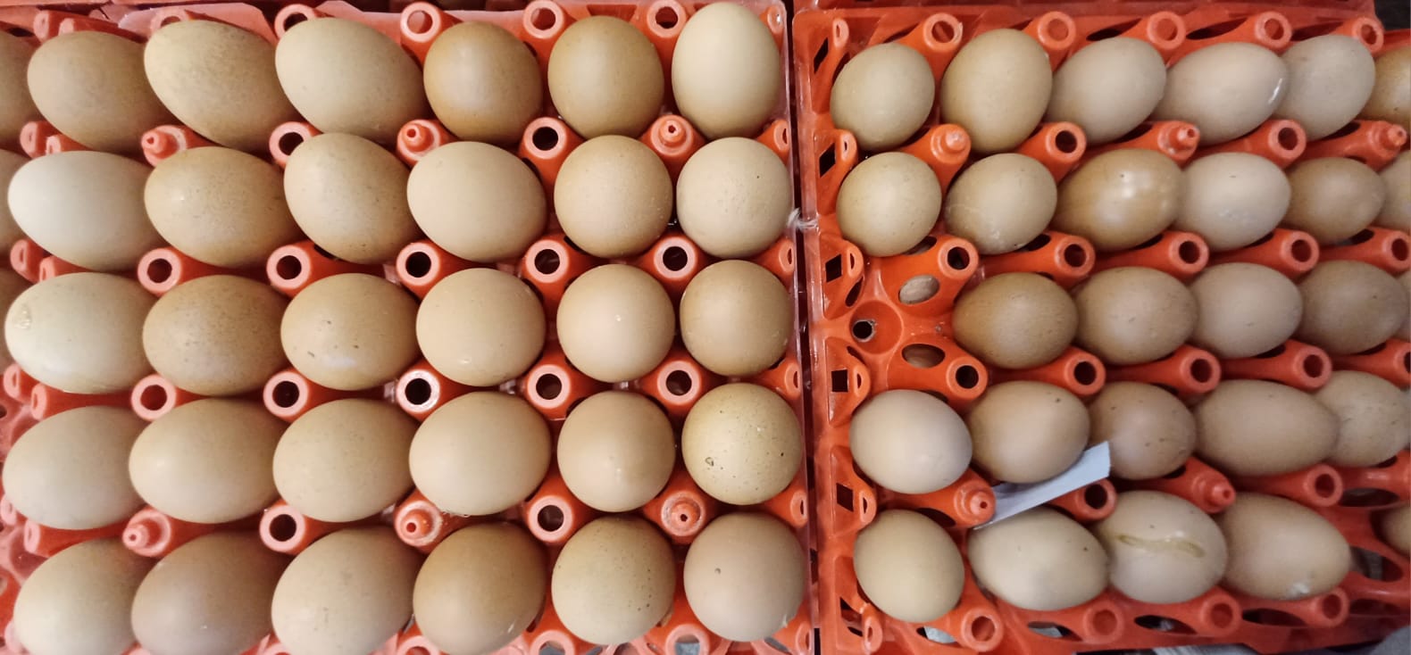 Telur Ayam 1 kg