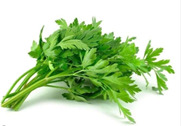 Daun Seledri