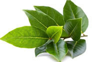 Daun Salam