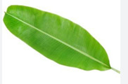 Daun Pisang
