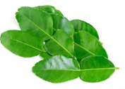 Daun Jeruk