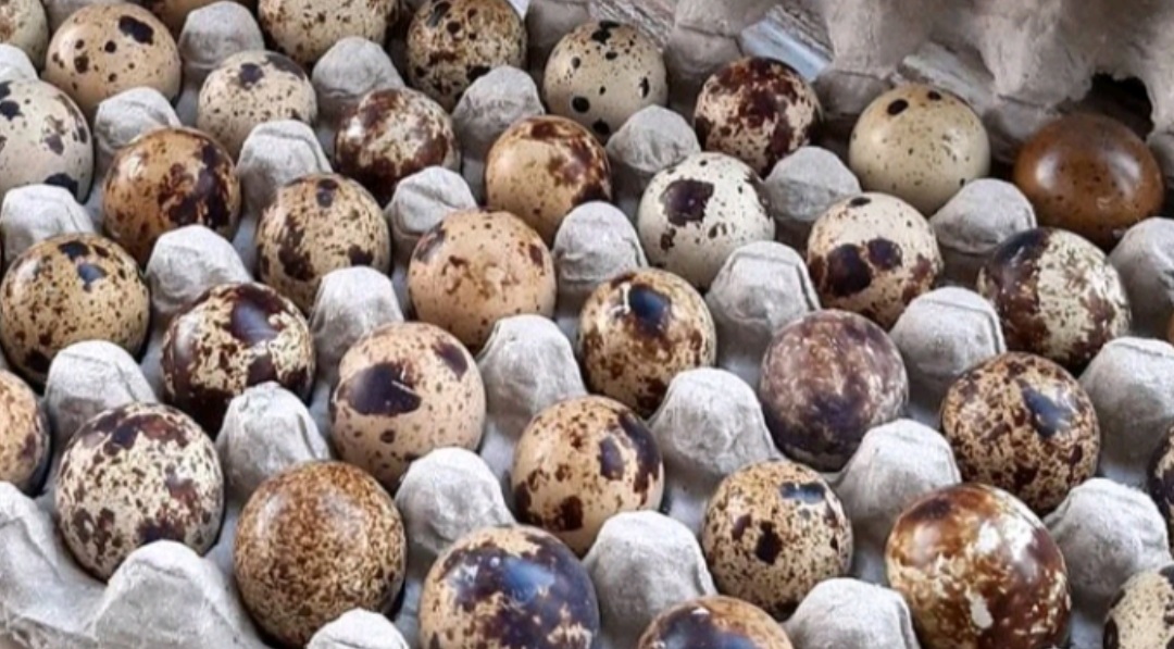 Telur puyuh