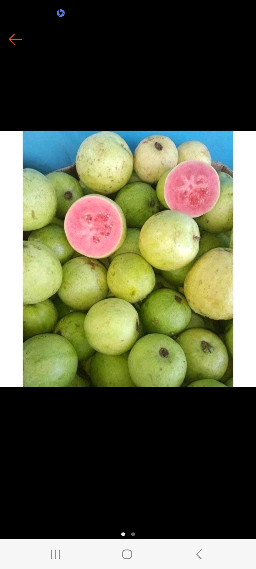 Jambu biji merah