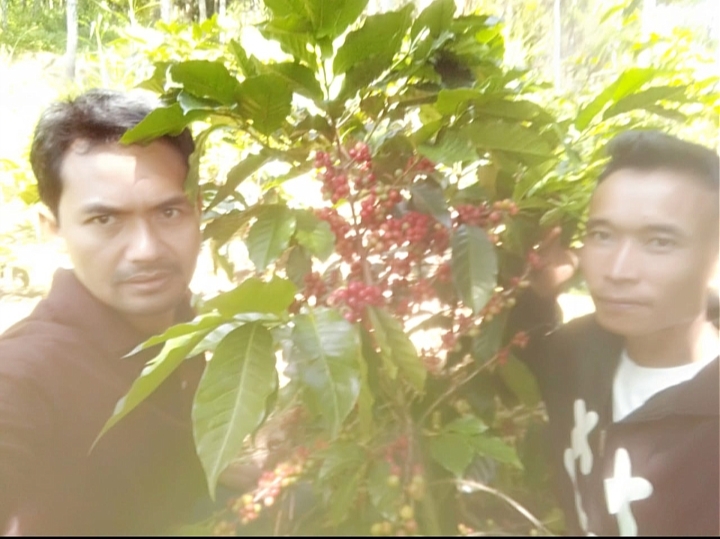 Kopi Bubuk 1 kg