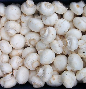 Jamur Kancing