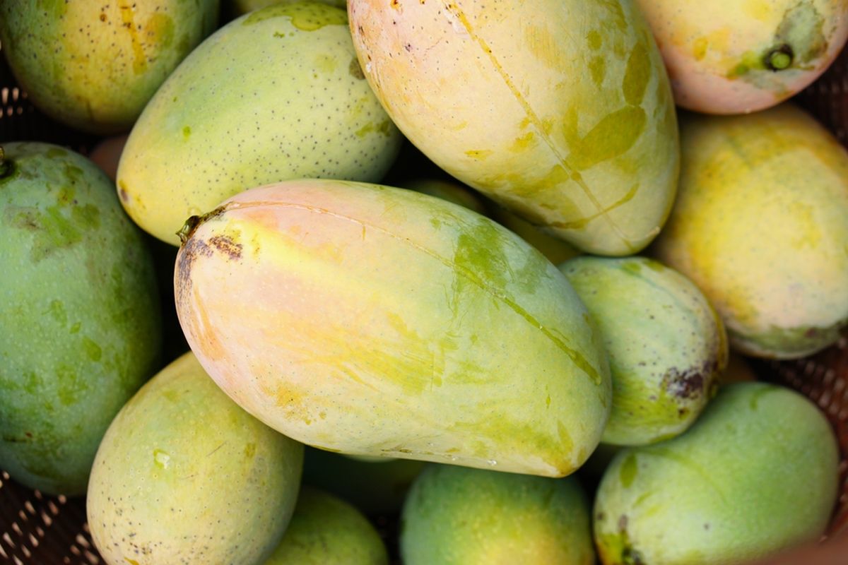 Mangga