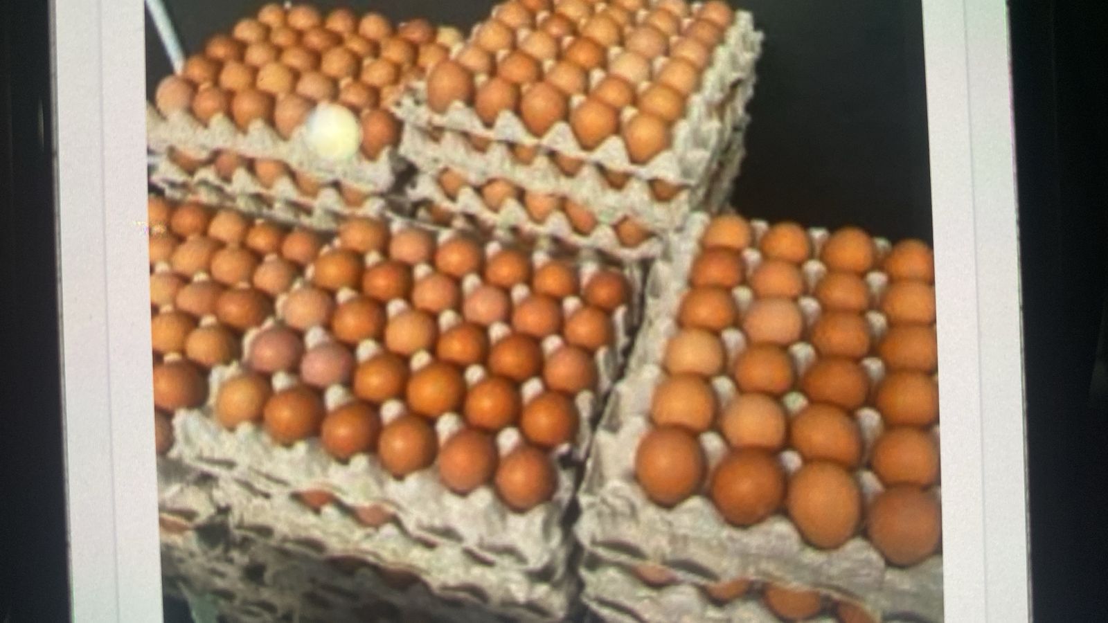 Telur