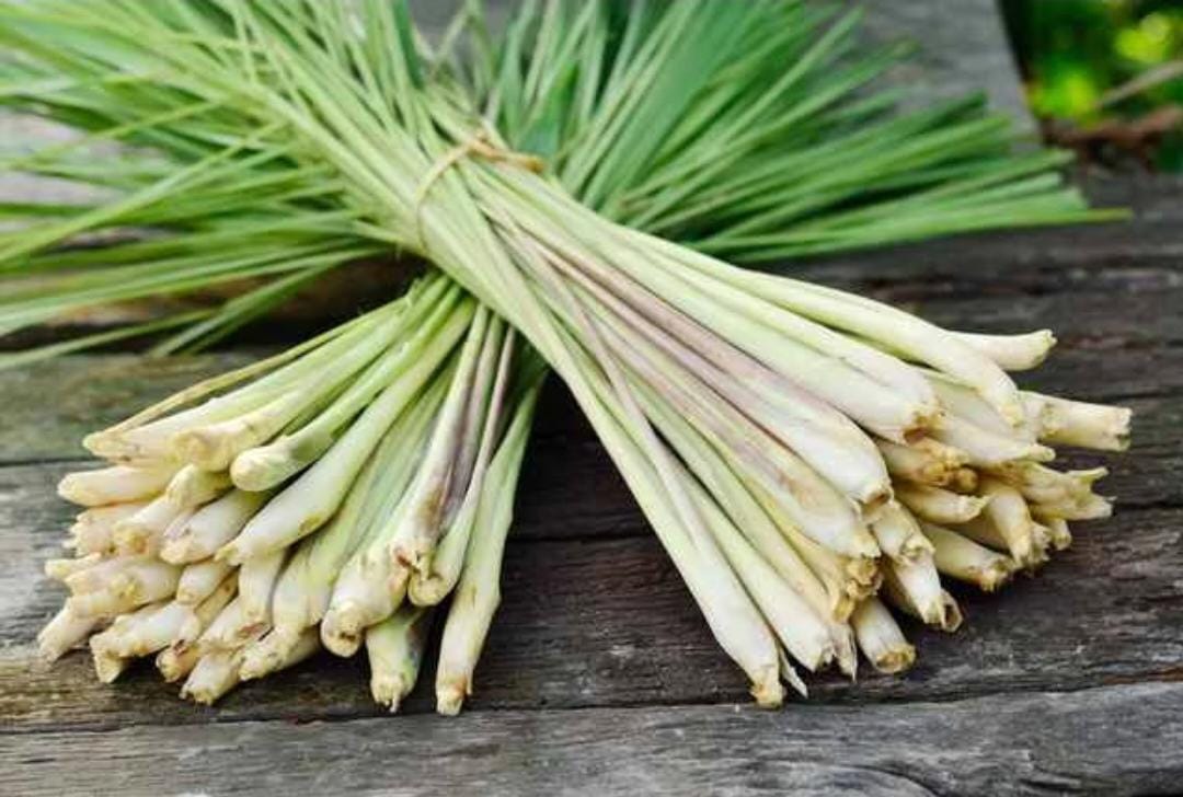 Daun Sereh