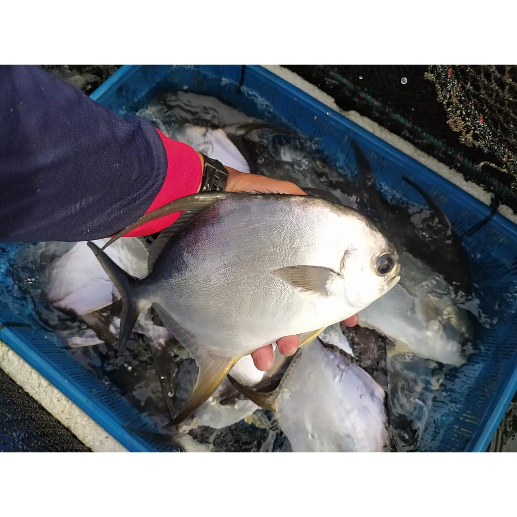 Ikan Bawal Bintang segar