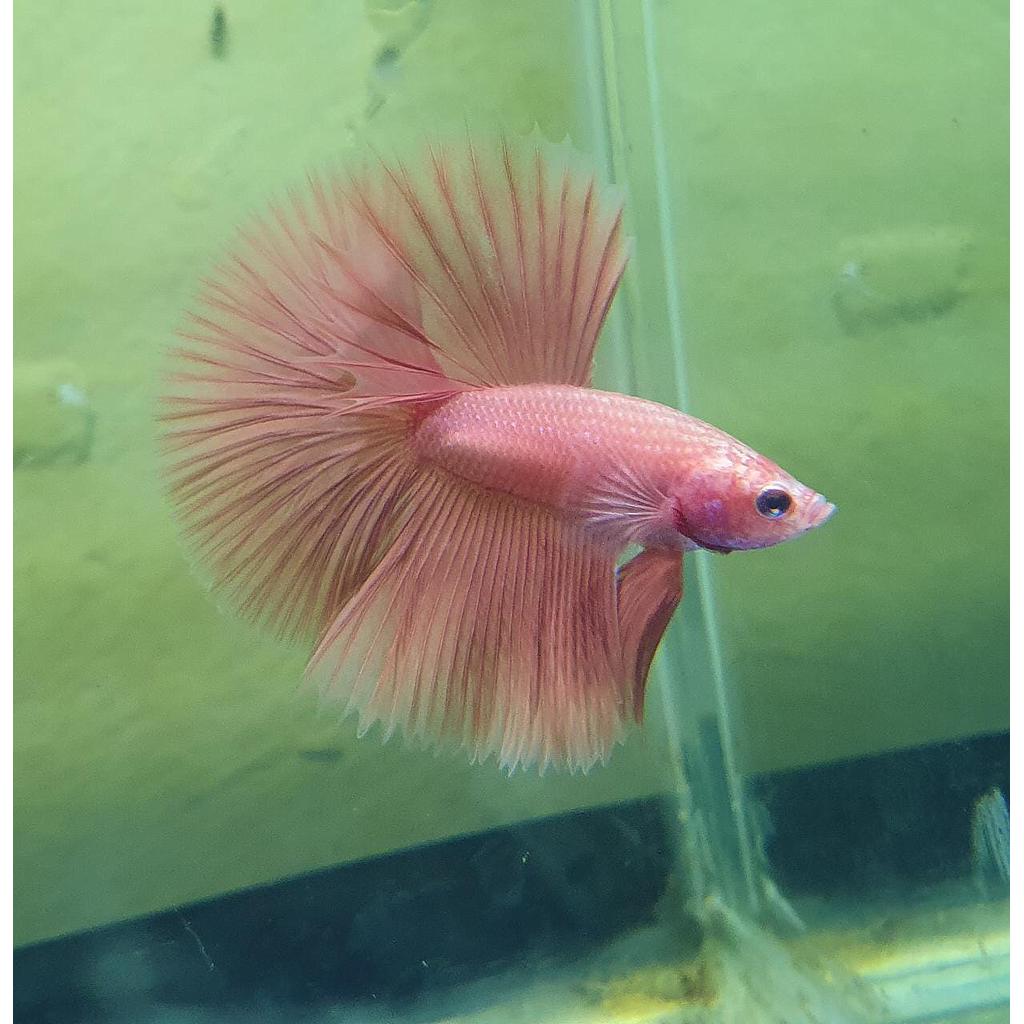 Cupang Halfmoon