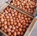 Telur