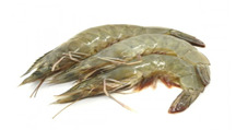 Udang