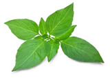 Daun Kemangi