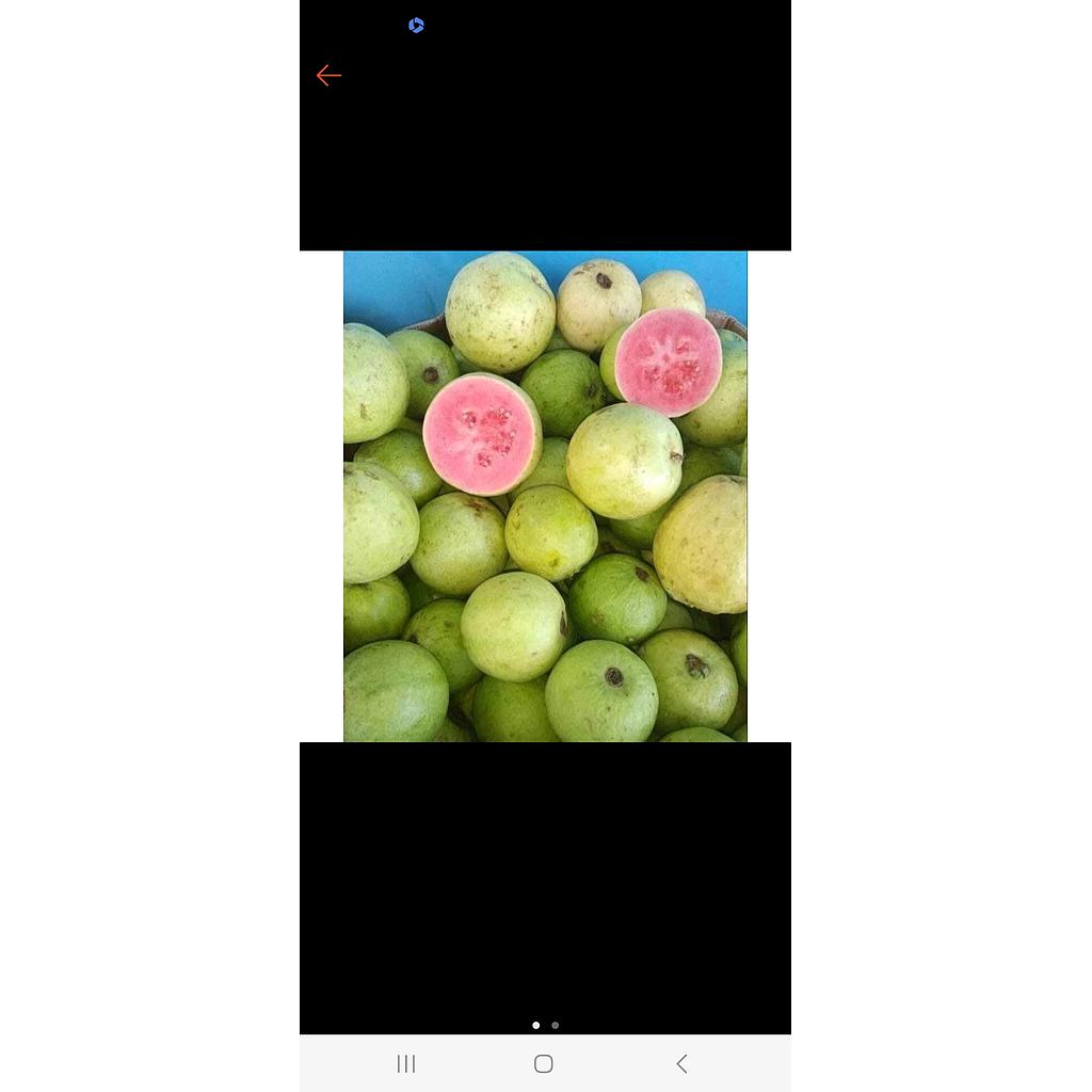 Jambu biji merah