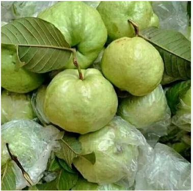 Jambu Kristal
