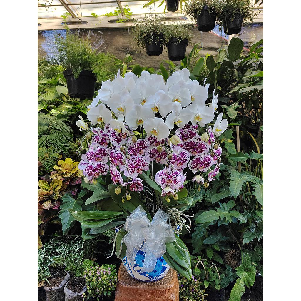 Rangkaian Bunga Anggrek 8 Tangkai