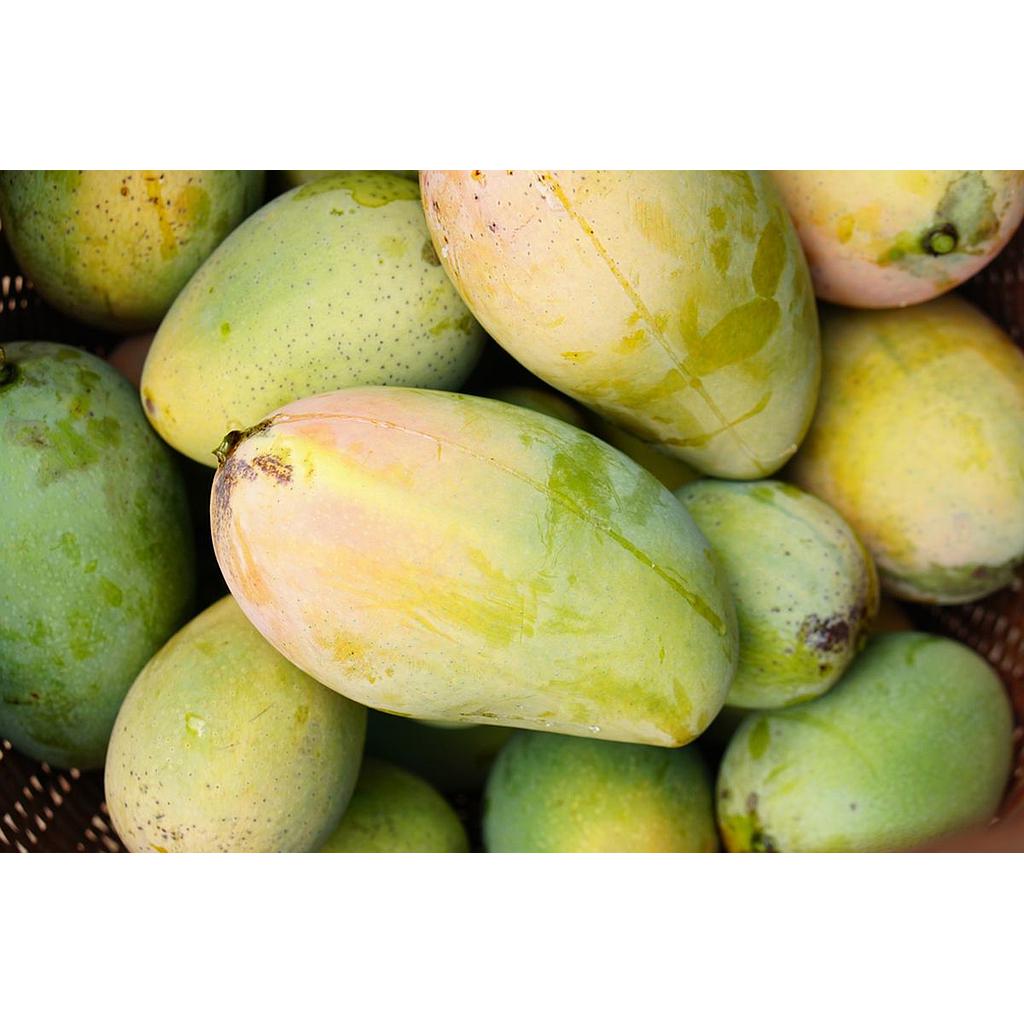 Mangga