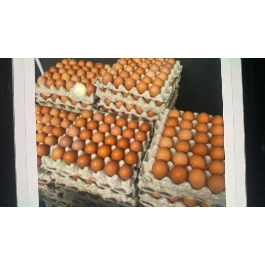 Telur