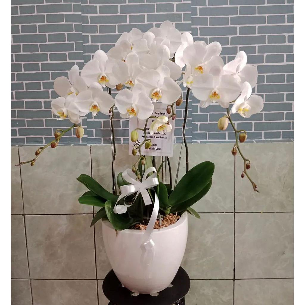 ANGGREK BULAN
