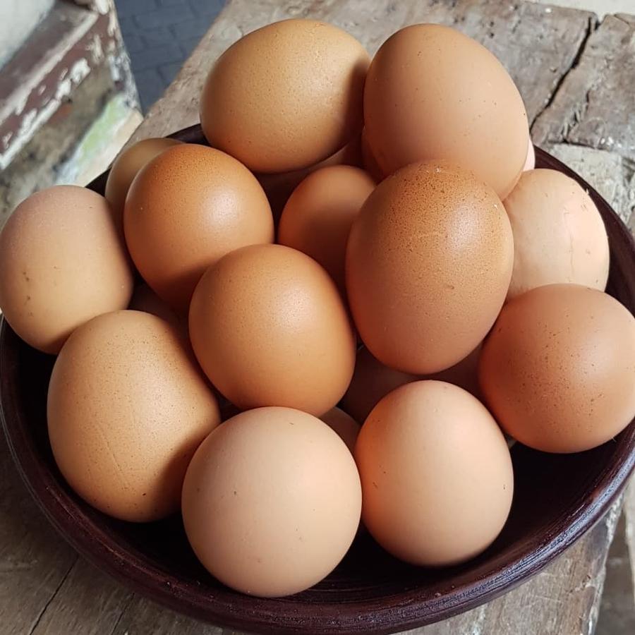 Telur Ayam