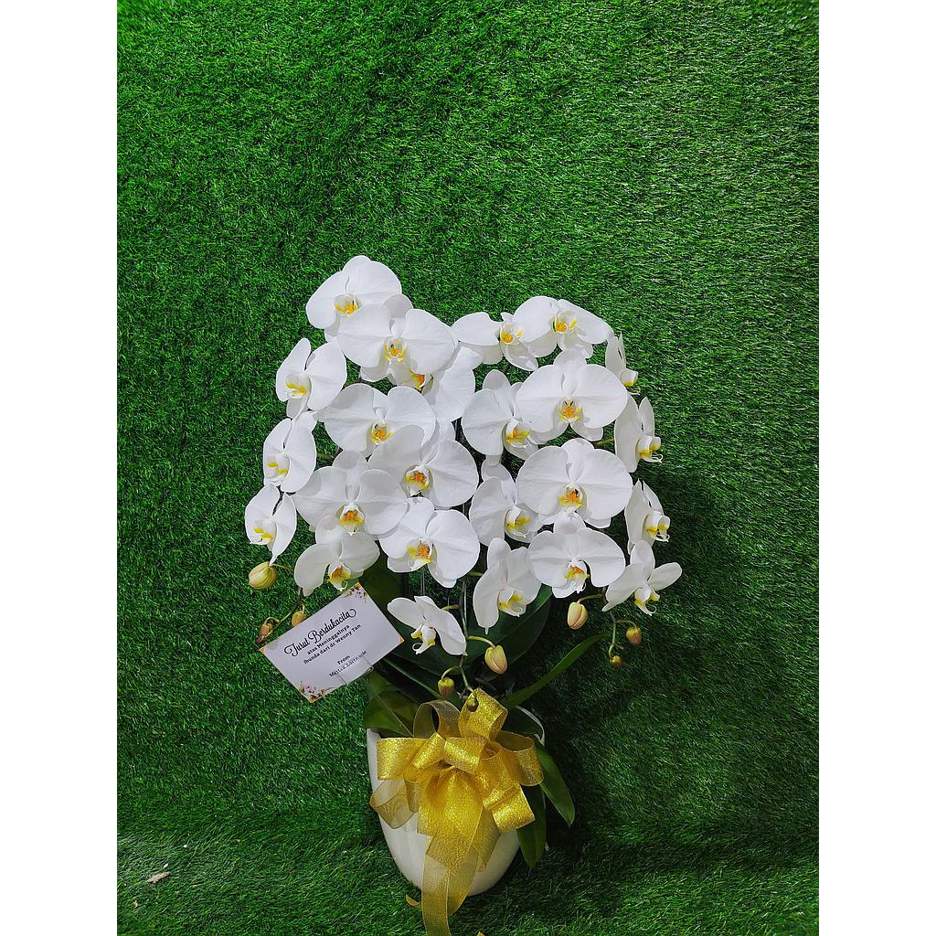 Rangkaian Anggrek 4 Batang