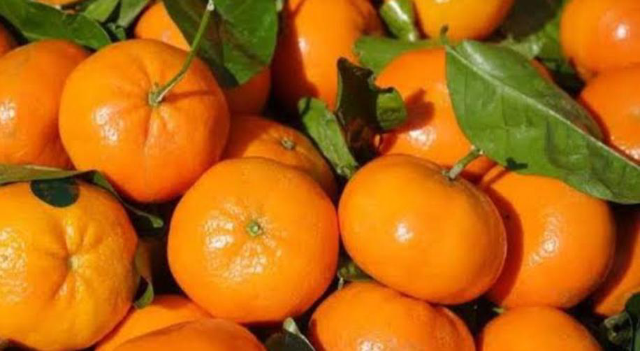 Buah Jeruk 