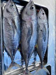 Ikan Tuna (Frozen)