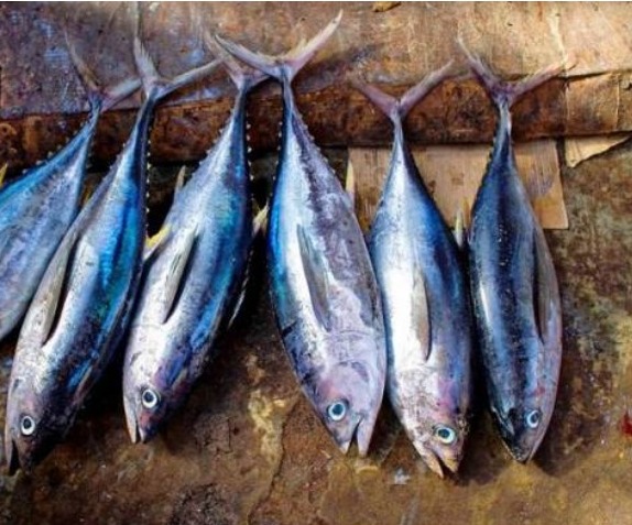 IKAN TUNA