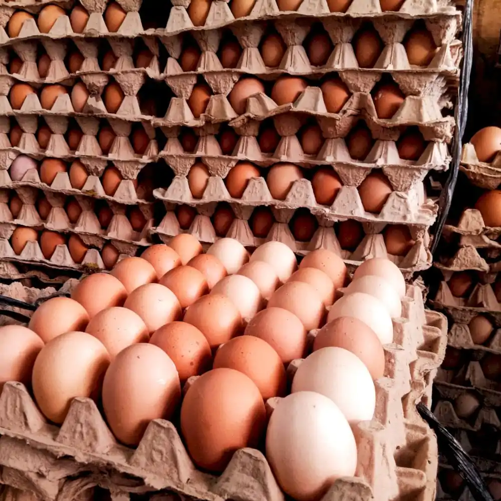 Telur