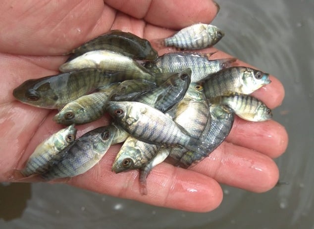 Ikan Nila