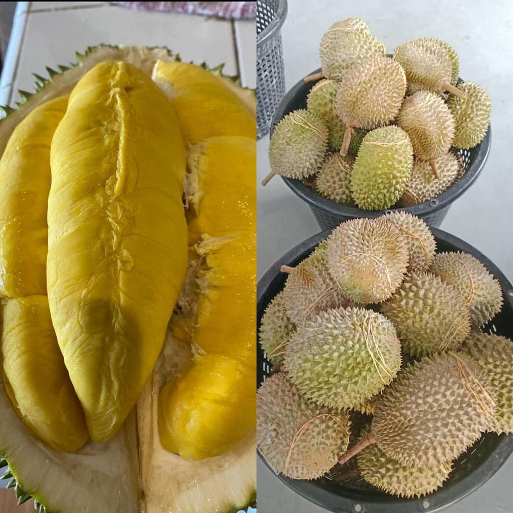 Durian Musangking Grade A