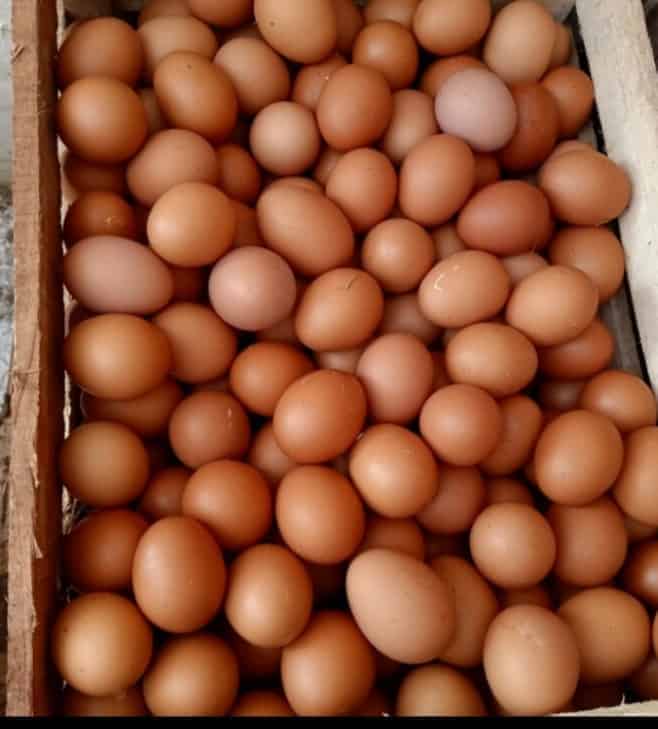 Telur Ayam
