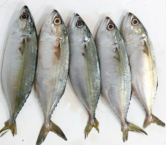 IKAN KEMBUNG