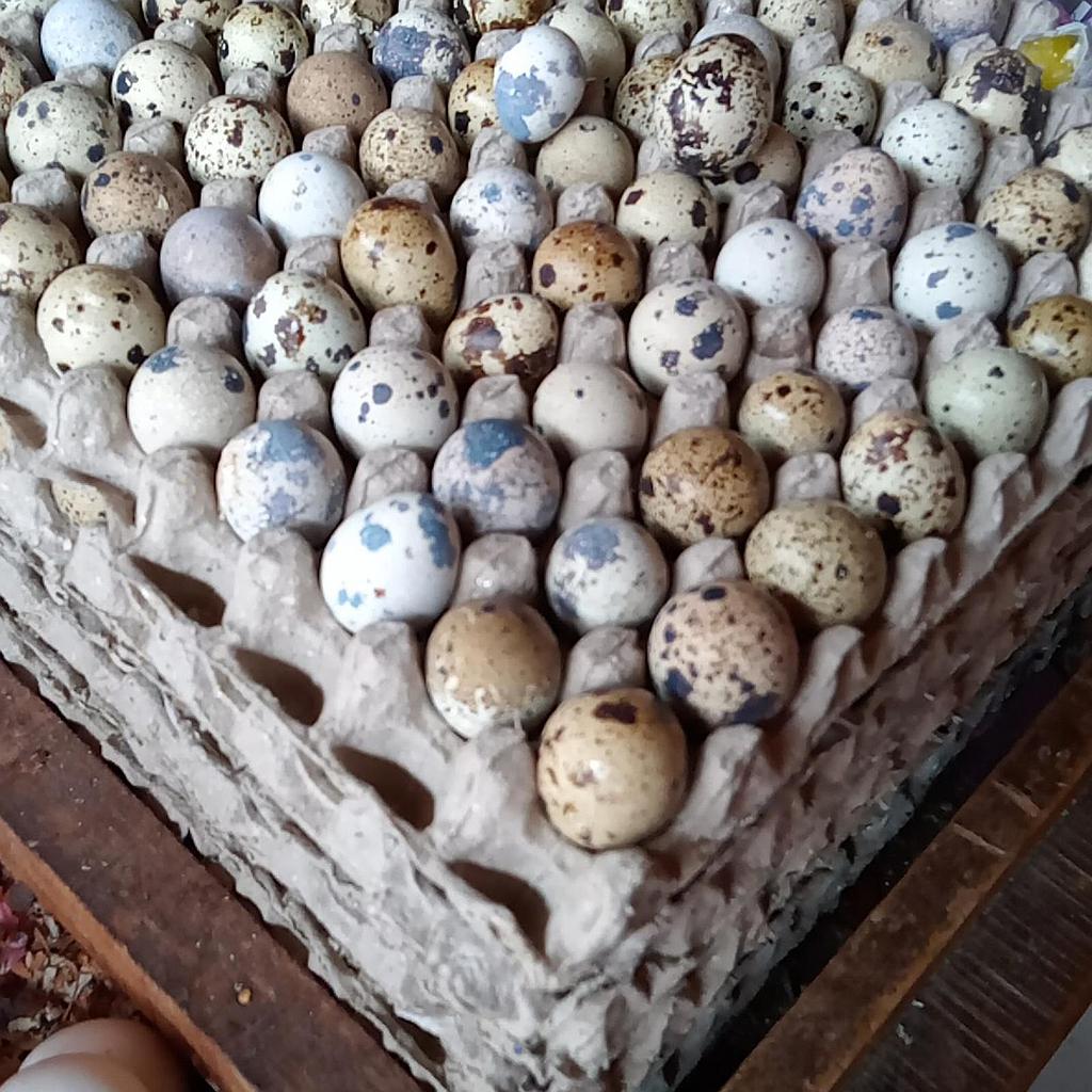 Telur Puyuh