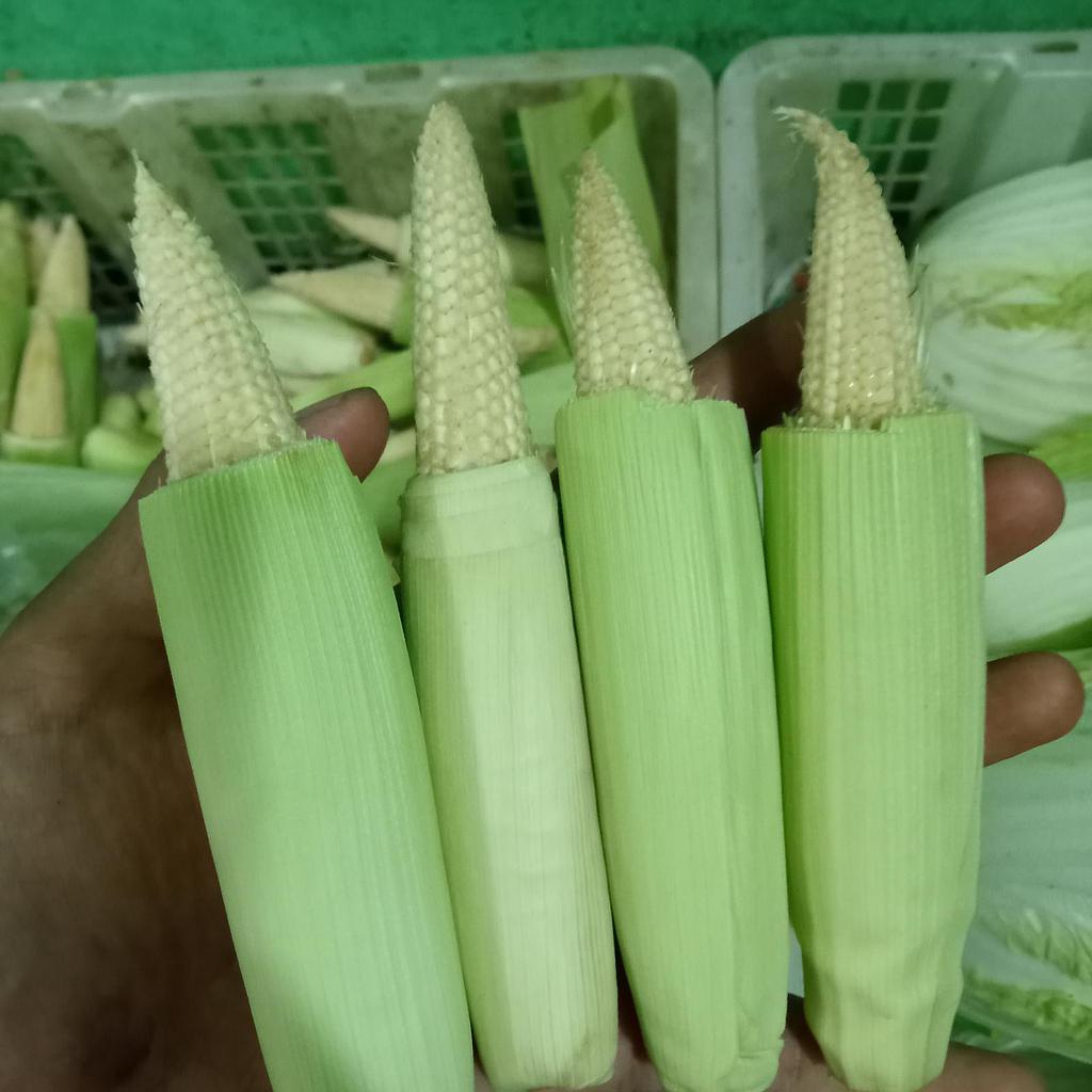 Jagung Muda