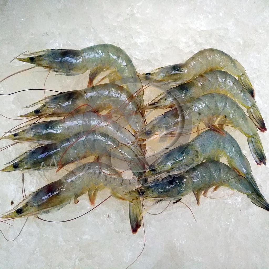 Udang