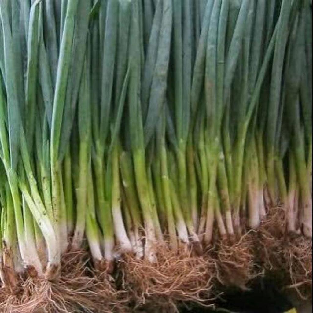 Daun Bawang