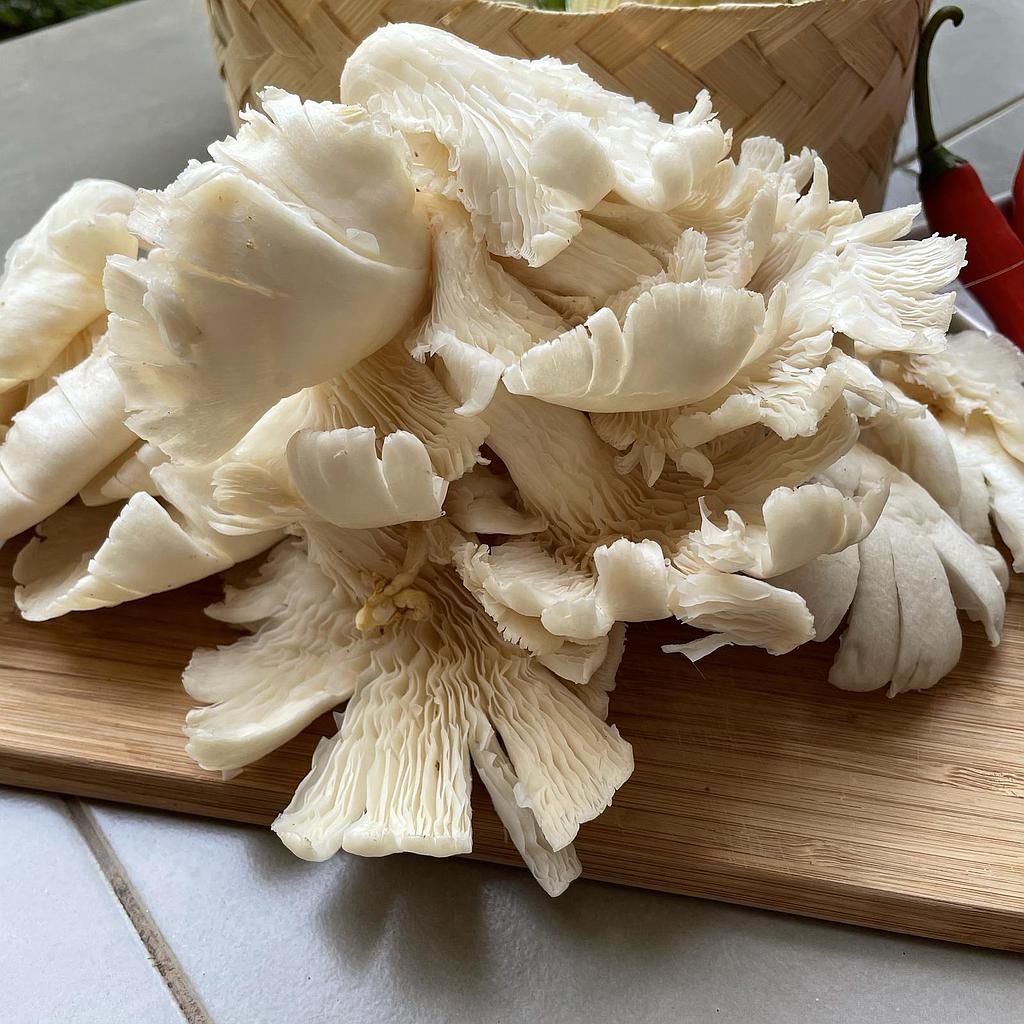 Jamur