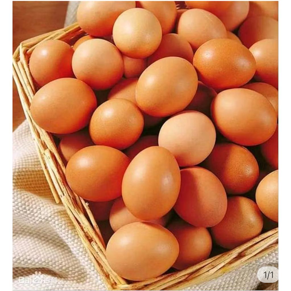 Telur ayam