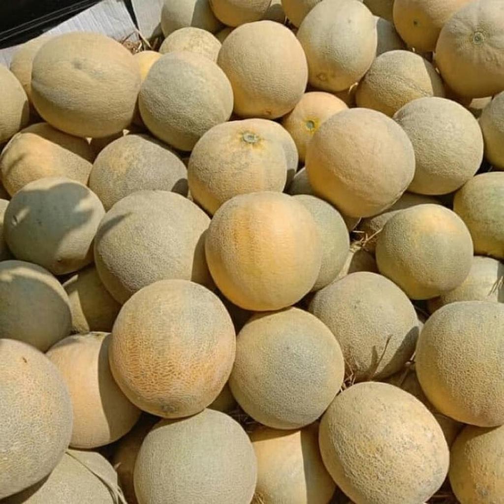 Melon