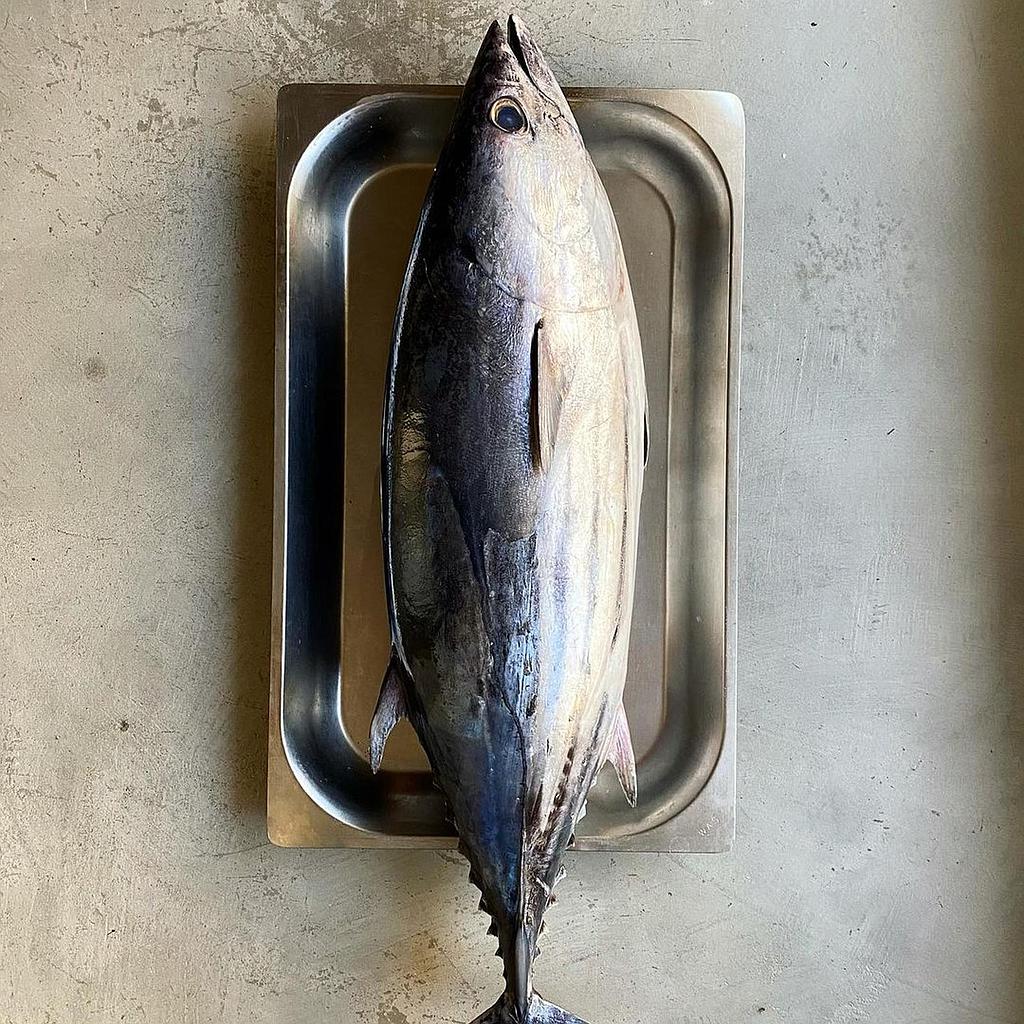 Ikan Tuna