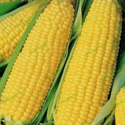 Jagung Manis