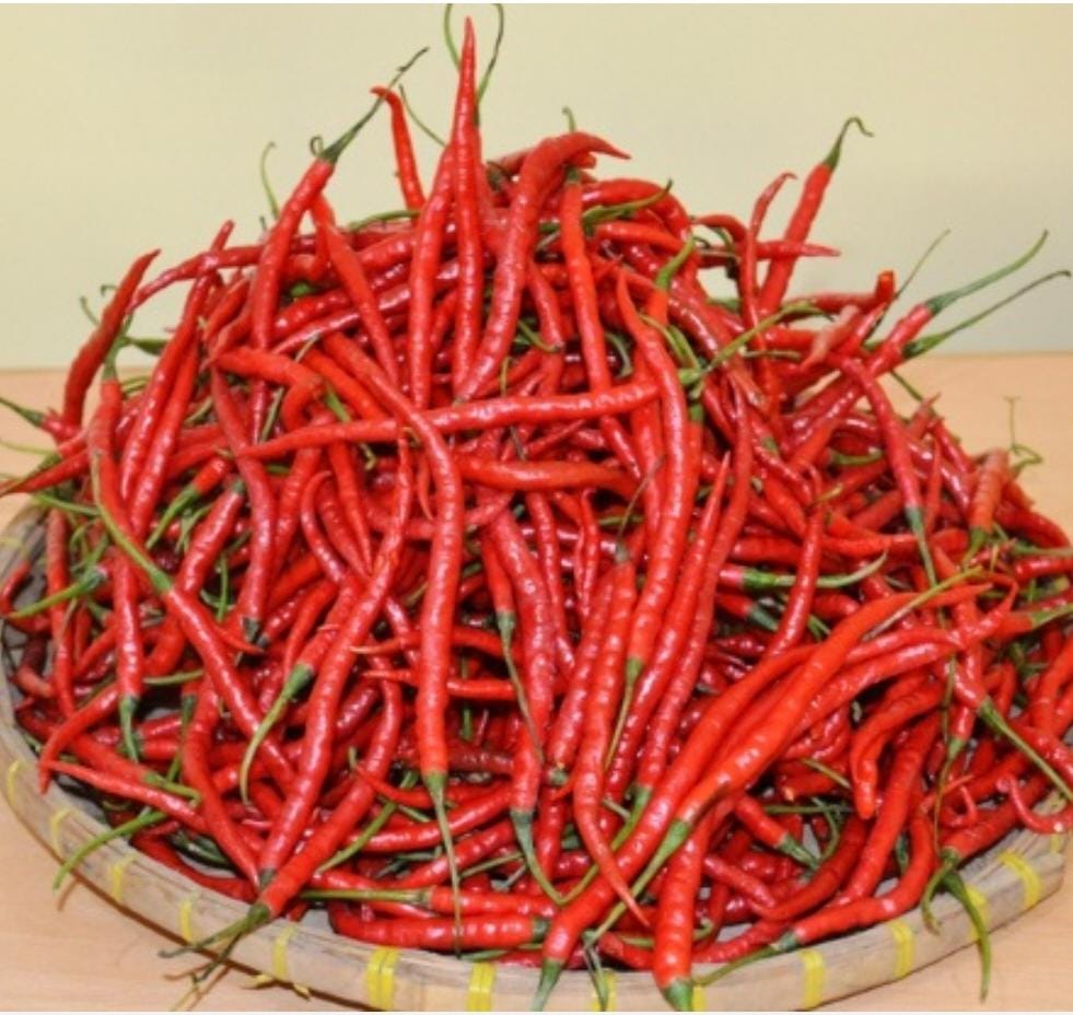 Cabe Merah Keriting