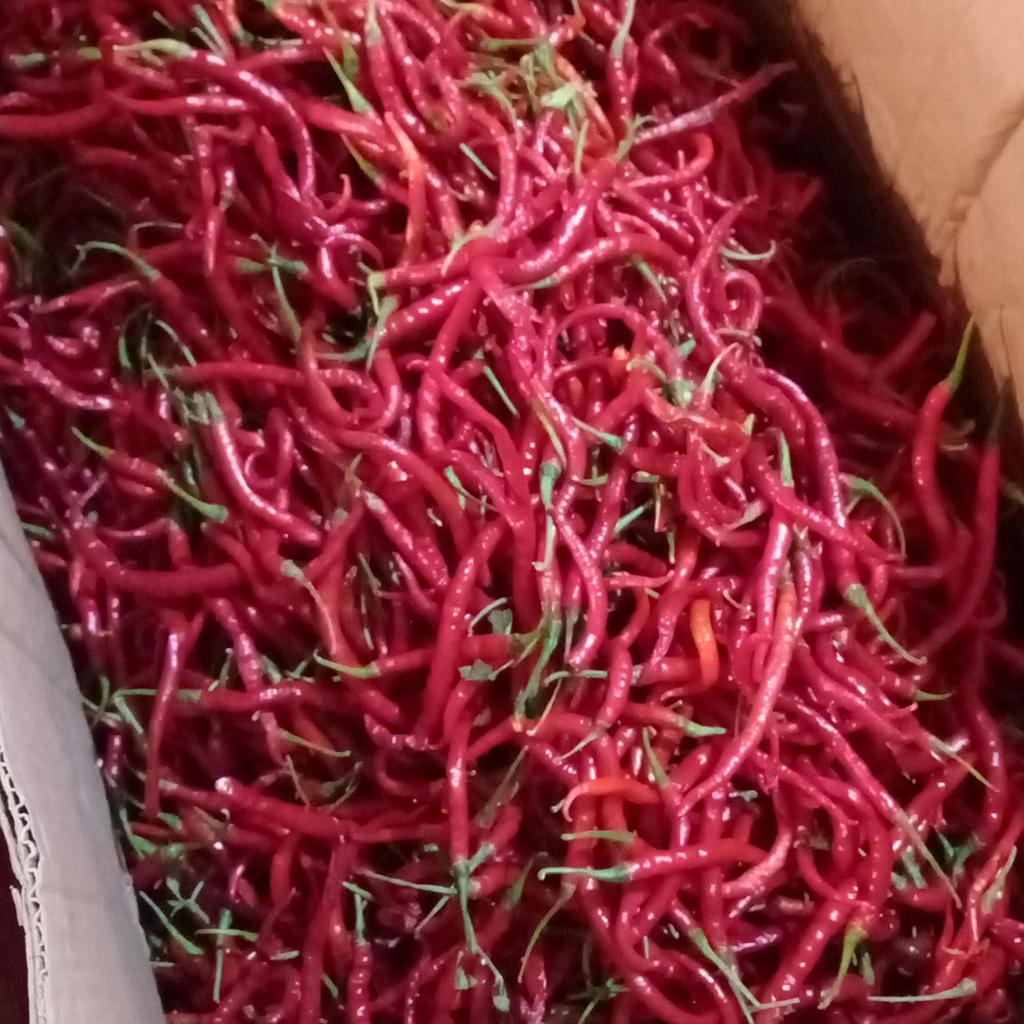 Cabe Merah Keriting