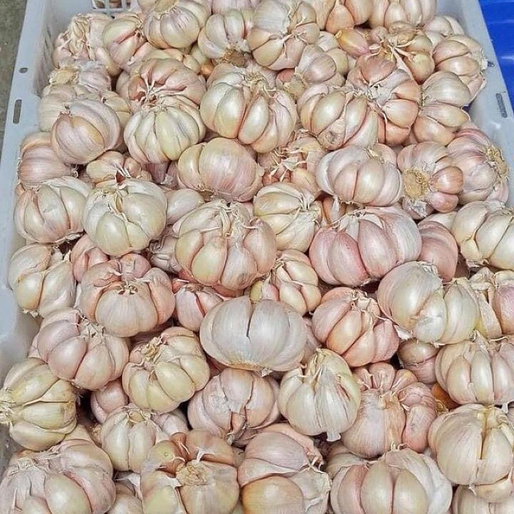 Bawang Putih